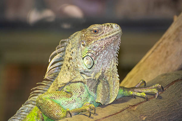 Baby Green Iguana on isolated white background