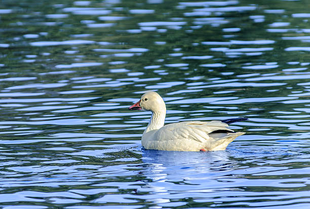 A duck peacefully floats on dark blue water