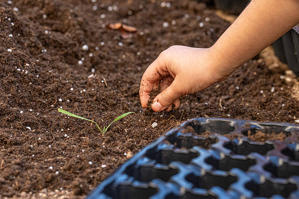 Child's hand gently works pot soil next to a newly sprouted green seedling.