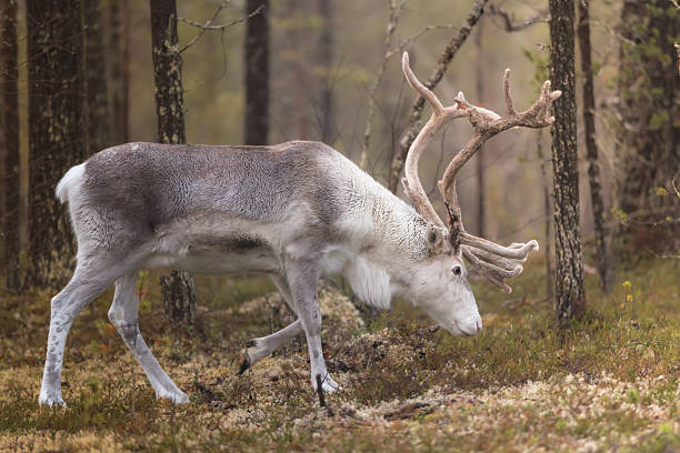 Reindeer moving through natural forest environment in Lapland, Finland, showing arctic wildlife in its natural habitat.