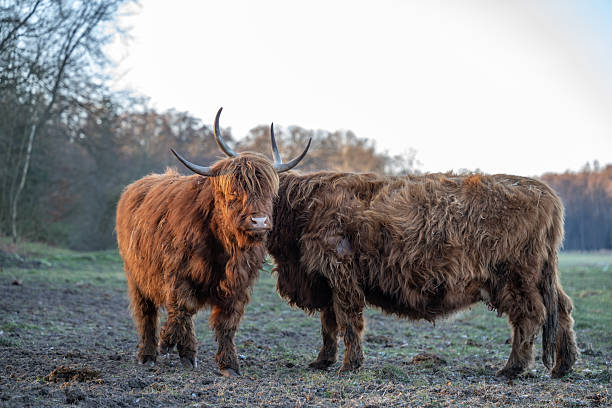 Two highland cattle standing in a meadow on a cold afternoon in north germany
