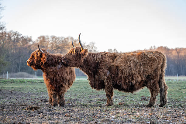 Highland cattle grooming each other in a muddy winter meadow during a cold afternoon