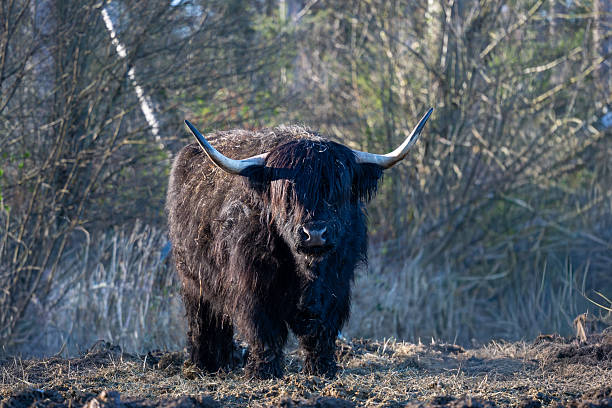 Black highland cattle bull with long horns looking at viewer in a wintry meadow