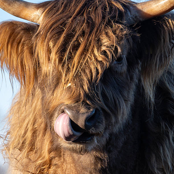 istock Highland cattle licking nose on cold afternoon 2259296339