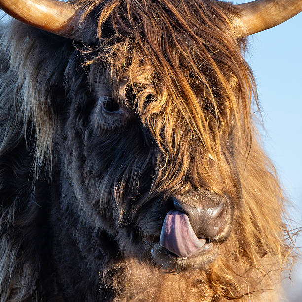 istock Highland cattle cow licking nose in meadow 2259296340