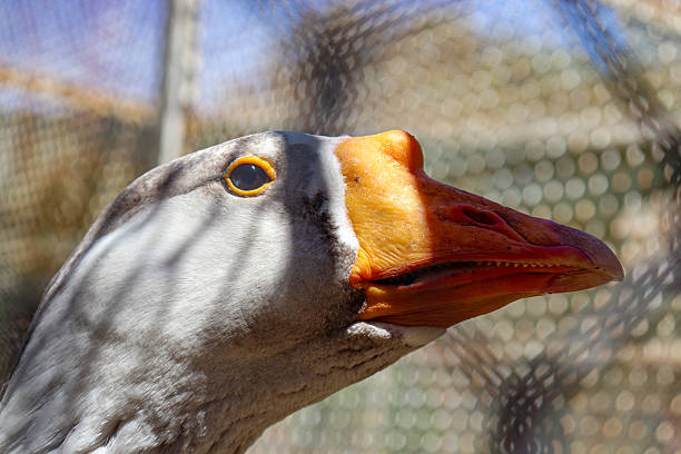 Close up shot of an angry looking Goose, detailed shot of its beak, eye and head plumage, outdoors