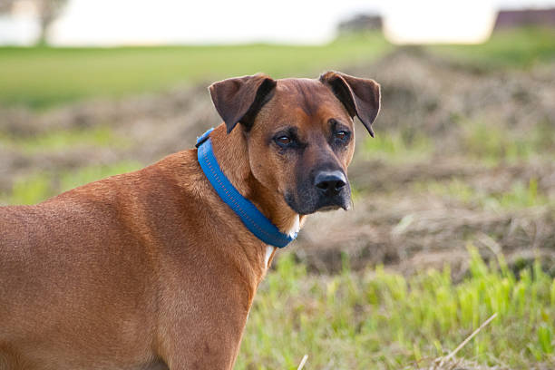 Rhodesian Ridgeback dog portrait in field
