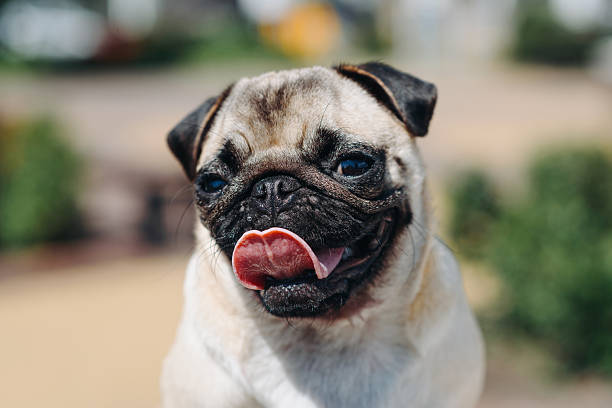 350+ Black Pug Running Stock Photos, Pictures & Royalty-Free