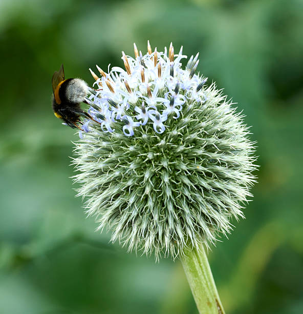 A vivid close-up captures a bumblebee foraging on the spiky globe thistle head (Echinops ritro) with pale lavender blooms. The soft green background highlights the insectâs motion and the plantâs intricate texture, conveying nature, pollination, and biodiversity suitable for nature, gardening, and seasonal campaigns in stock collections.