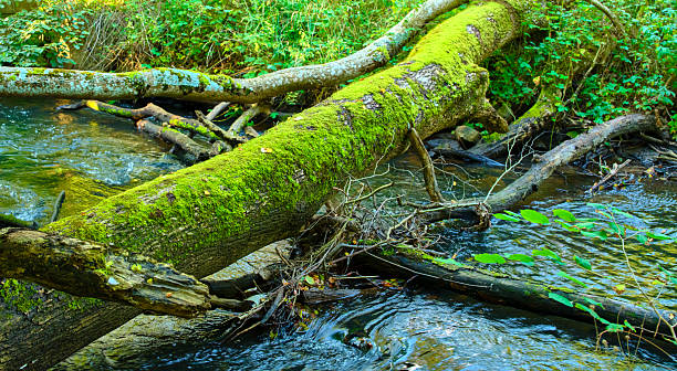 A vivid, moss-draped fallen log arches over a gentle stream in a dense woodland. Sunlight filters through leaves, highlighting emerald greens and tranquil water. This natural scene evokes calm, nature lovers, eco-tourism, and Danish outdoor imagery with a timeless forest vibe.
