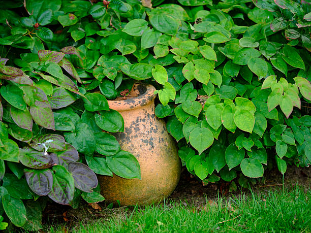 Vines of Epipremnum aureum (pothos) and Philodendron hederaceum drape across a weathered terracotta pot, set against vibrant green foliage and crisp lawn. The scene radiates calm, natural beauty, and lush abundance, with rich textures and lively color tones that evoke garden serenity and timeless greenery in Denmark.