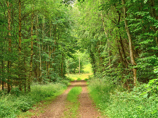 A serene forest trail weaves between tall birch and deciduous trees, inviting a peaceful walk. Dappled sunlight, fresh grass along the path, and a vibrant green canopy convey calm, nature, and seclusion in a Danish woodland setting.