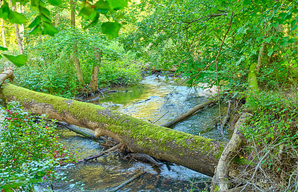 Sunlight filters through a dense, green canopy as a mossy fallen log stretches across a gently flowing stream. The vibrant scene blends moss, leaves, and clear water, evoking calm, renewal, and the quiet beauty of a pristine Danish forest.