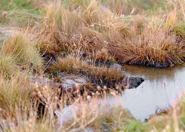 A tranquil wetland scene in Denmark, showing a shallow pool bordered by tufts of golden grasses and sparse wildflowers. Deschampsia cespitosa and Carex spp. add a botanical touch to the marshy coast, creating a peaceful, earthy atmosphere perfect for nature and landscape showcases.