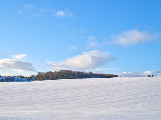 A serene winter scene shows a wide, snow-covered field stretching toward a distant row of bare birch trees under a bright blue sky. The tranquil landscape evokes calm, openness, and chilly beauty, with subtle shadows and soft clouds enhancing depth and mood.
