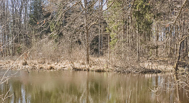 Panoramic view of wetlands covered with early spring green grass and woods in Biebrza River wildlife refuge in north-eastern Poland.