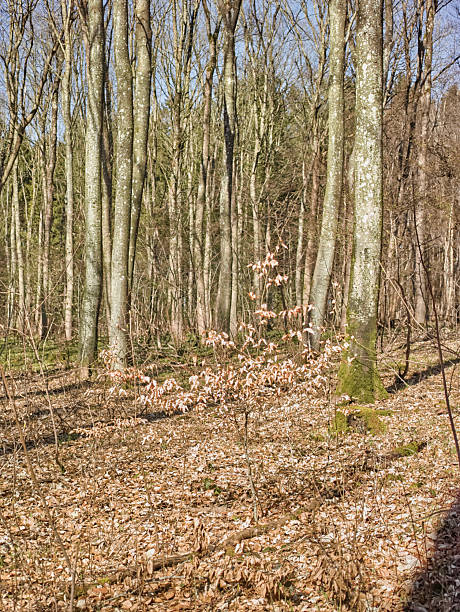 Sun-dappled woodland with slender, bare trunks reaching upward and a ground carpet of dried leaves. A delicate shrub with light, pale leaves stands in the foreground, while moss-clad trunks and distant trees create a serene, nature-filled composition perfect for nature, spring, or outdoor lifestyle themes.