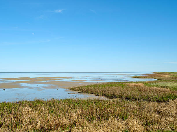 A wide, peaceful coastal marsh scene shows a shallow tidal plane, patches of water reflecting the bright sky, and grassy reeds along the shore. Ideal for nature, travel, environment, and outdoor living themes, conveying calm, openness, and natural beauty of wetlands and shoreline habitats.