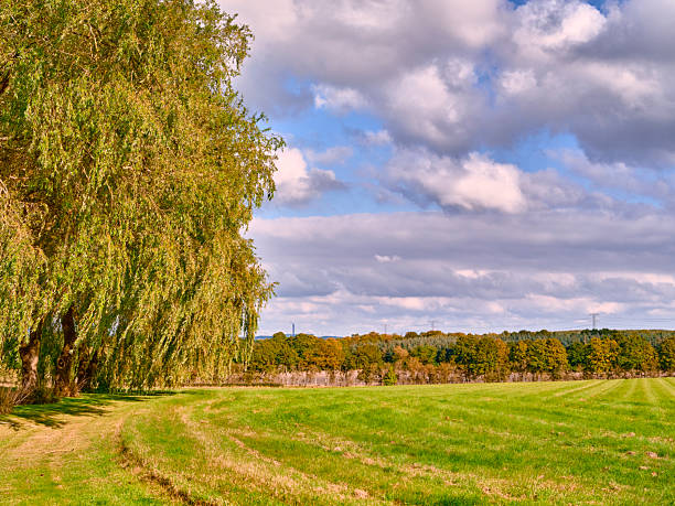 A tranquil rural scene unfolds: a towering weeping willow on the left shades a lush green field, with an autumn-hued tree line in the distance and a blue-sky with clouds above. Perfect for nature, landscape, and Denmark-themed imagery.