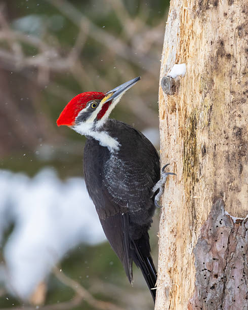 istock Male pileated woodpecker in winter 2259302896
