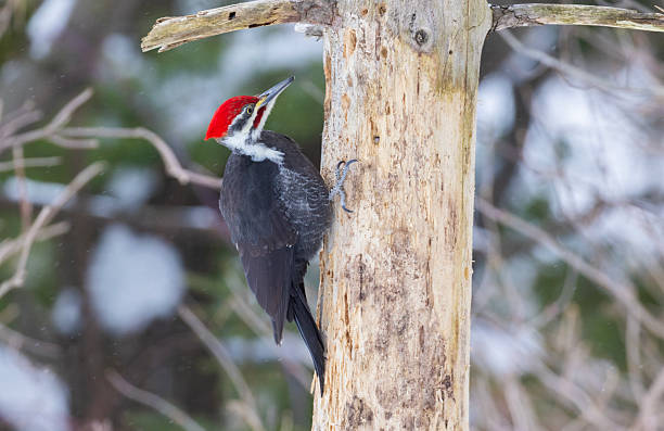 istock Male pileated woodpecker in winter 2259302902