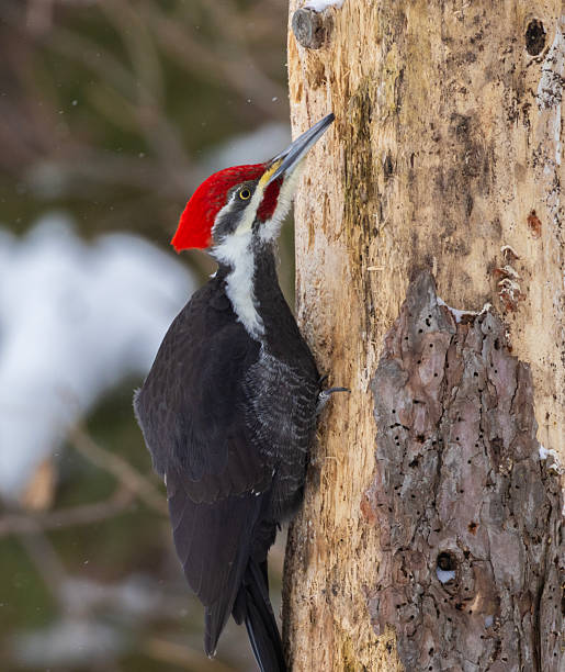 istock Male pileated woodpecker in winter 2259302905
