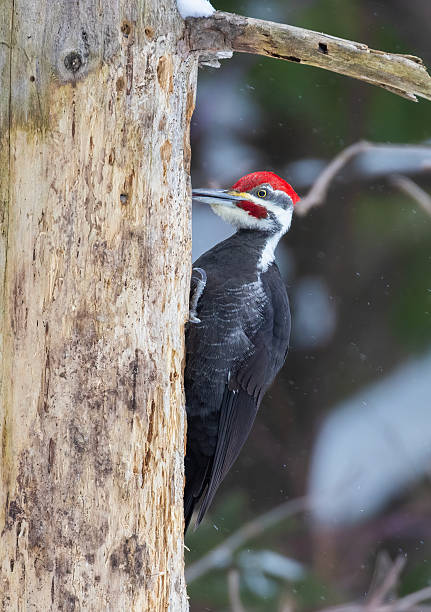 istock Male pileated woodpecker in winter 2259302936