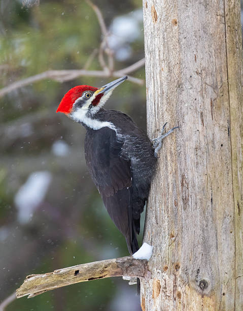 istock Male pileated woodpecker in winter 2259302983
