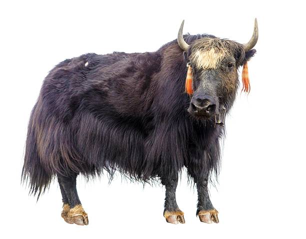 A white domestic yak resting in an enclosure at the Moscow Zoo on a sunny day.