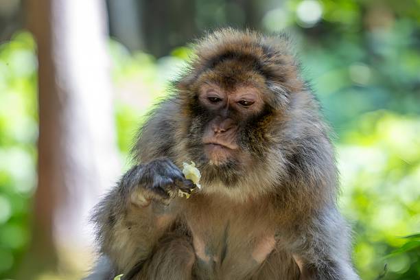 Portrait of barbary macaques. Gibraltar monkeys a major tourist attraction at the top of Rock of Gibraltar. Close up of a wild macaques  One of famous attraction of the British overseas territory.