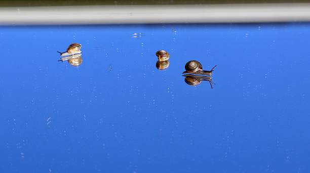 Their delicate shells and soft bodies are clearly highlighted by natural light. The polished surface creates crisp reflections of the snails and the clear blue sky. A calm macro moment capturing movement, texture, and quiet detail in nature.