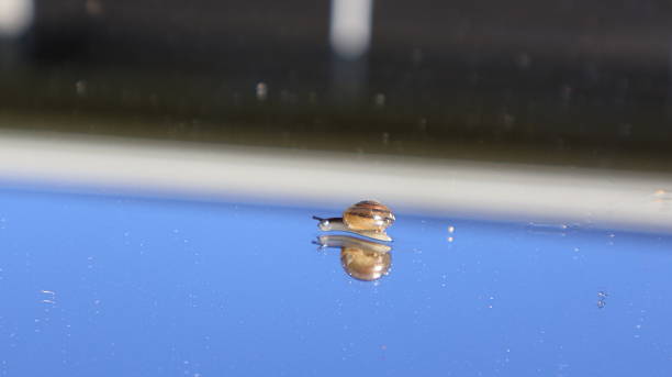 Its delicate shell and soft body are clearly highlighted by natural light. The polished surface creates crisp reflections of the snails and the clear blue sky. A calm macro moment capturing movement, texture, and quiet detail in nature.