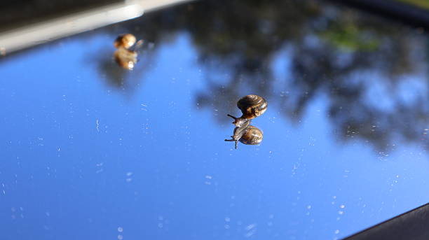 Their delicate shells and soft bodies are clearly highlighted by natural light.Subtle reflections of trees and foliage appear in the background, adding depth and atmosphere.A calm macro moment capturing movement, texture, and quiet detail in nature.