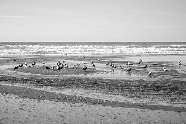 Sandpipers on Kalaloch Beach in Olympic National Park, Washington, USA