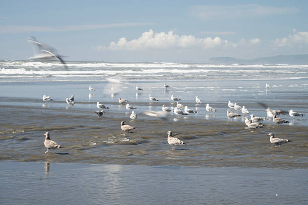 Sandpipers on Kalaloch Beach in Olympic National Park, Washington, USA