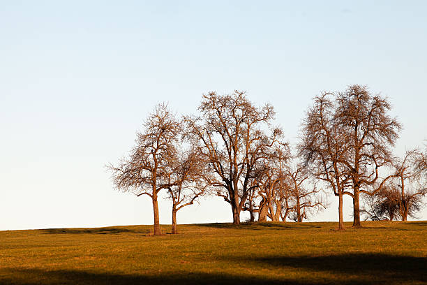 Autumn Fall Scene in germany. Trees in the meadow in sunset