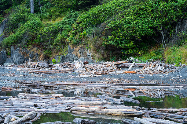 Driftwoods at Ruby Beach in Olympic National Park, Washington State, USA