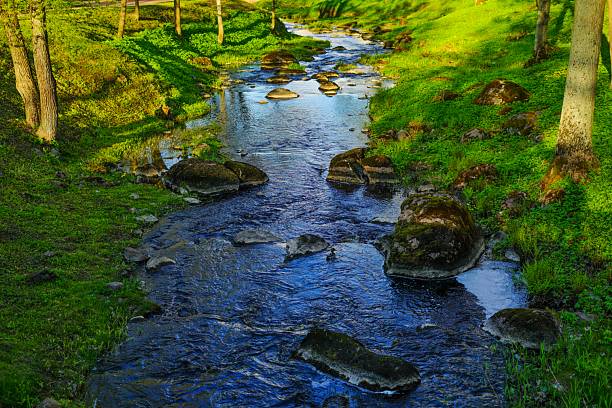 Tranquil Forest Stream with Rocks and Lush Greenery