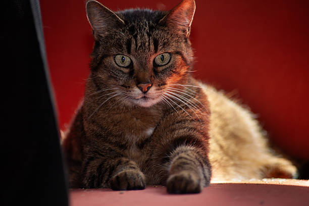 majestic cat with intense eyes frontal. Studio shot of a pet