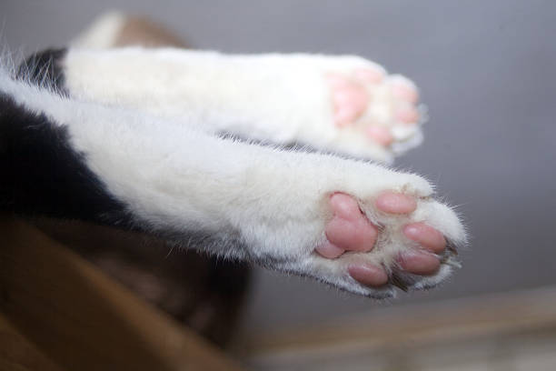 cat paw. Sleeping cats feet