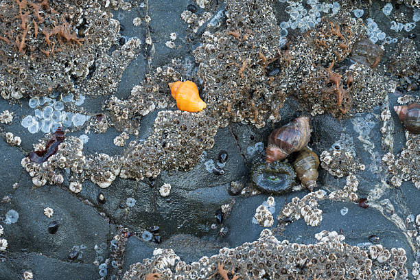 Sea snails on rocks at Ruby Beach,Olympic National Park, Washington State, USA