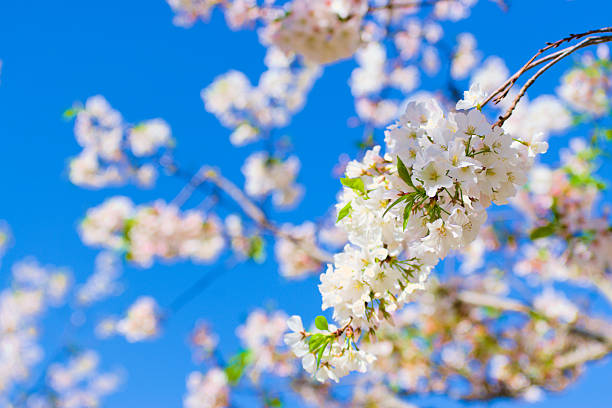 Macon, GA, USA, March 25, 2025: Close up, beautiful cherry blossom bloom on the tree during  Macon Cherry Blossom Festival.