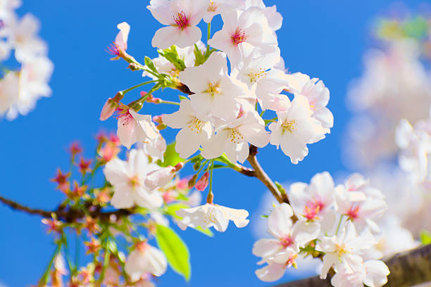 Macon, GA, USA, March 25, 2025: Close up, beautiful cherry blossom bloom on the tree during  Macon Cherry Blossom Festival.