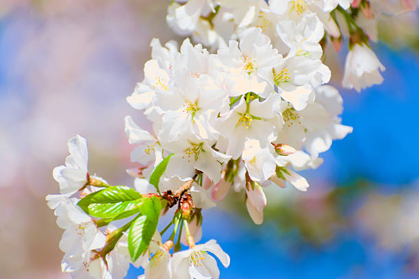 Macon, GA, USA, March 25, 2025: Close up, beautiful cherry blossom bloom on the tree during  Macon Cherry Blossom Festival.