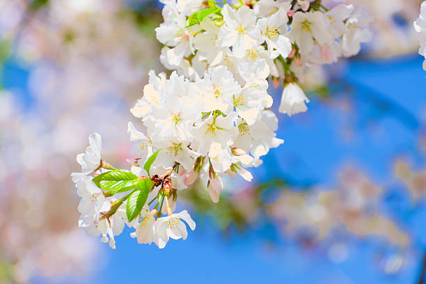 Macon, GA, USA, March 25, 2025: Close up, beautiful cherry blossom bloom on the tree during  Macon Cherry Blossom Festival.