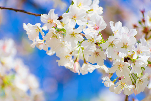 Macon, GA, USA, March 25, 2025: Close up, beautiful cherry blossom bloom on the tree during  Macon Cherry Blossom Festival.