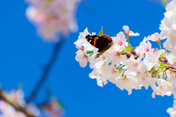 Macon, GA., USA, March 25, 2025: Close up, a butterfly Pollinate in between the cherry blossoms.
