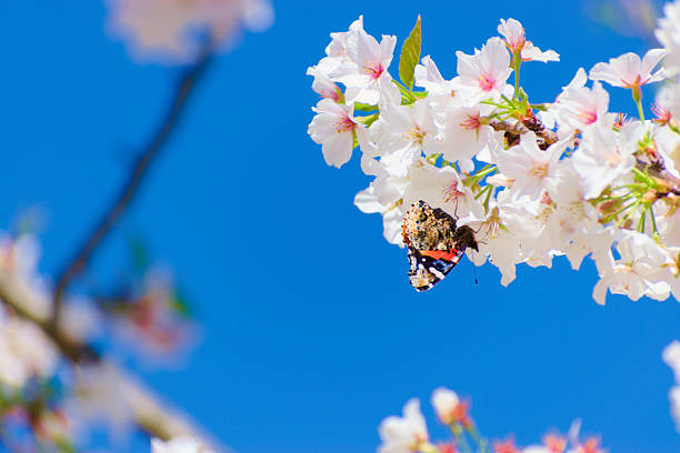 Macon, GA., USA, March 25, 2025: Close up, a butterfly Pollinate in between the cherry blossoms.