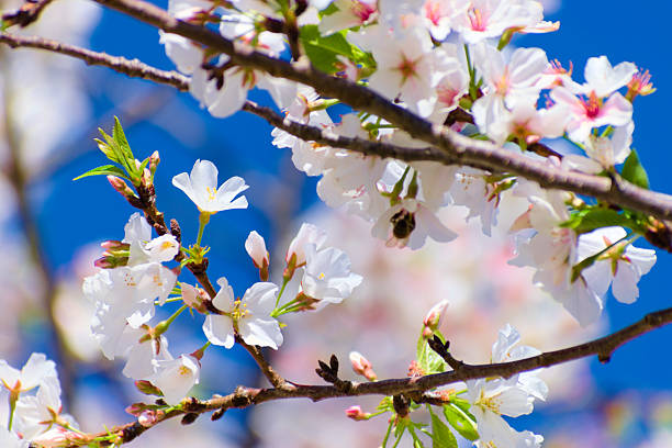 Macon, GA, USA, March 25, 2025: Close up, beautiful cherry blossom bloom on the tree during  Macon Cherry Blossom Festival.