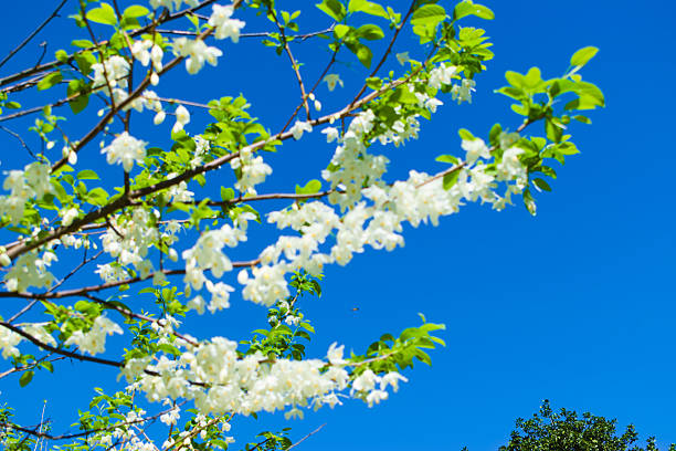 Macon, GA, USA, March 25, 2025: Close up,  white flowers bloom on the Dog wood tree, blue sky as background.